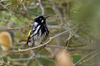 Medosavka zlutokridla - Phylidonyris novaehollandiae - New Holland Honeyeater o2249